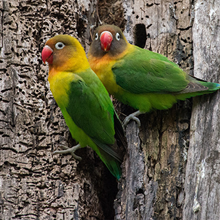 Lake Naivasha - Lovebirds